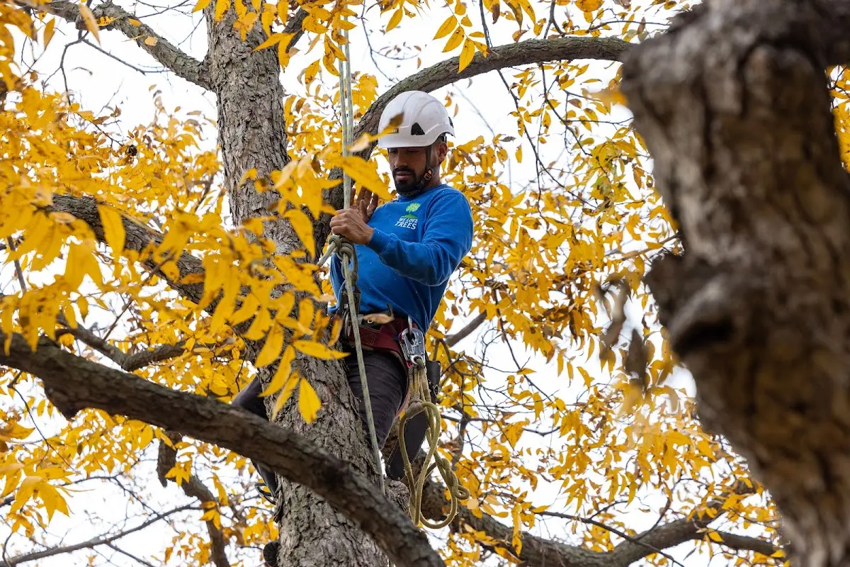 Skilled Tree Trimming crew working in Williamsville